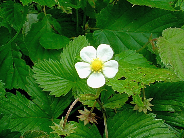 Fragaria vesca / Fragola comune